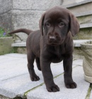 Kr�sn� �t��ata labrador