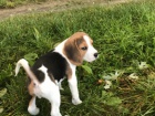 Mu�sk� a �ensk� Beagle