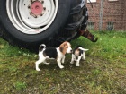 Mu�sk� a �ensk� Beagle