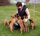 Belgick� ov��k malinois - �t��ata s PP