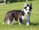 �t��ata sibi�sk�ho Husky.