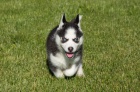 �t��ata sibi�sk�ho Husky.