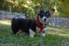 Pembroke wesh corgi �t��ata