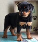 �t��ata Rottweiler pro p�ijet�