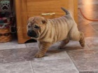 shar pei p�ipraven pro adopio. p�ich�zej� s dokumenty a zdravotn�mi z�znamy