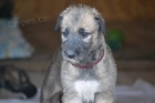 Irsk� vlkodav  -�t���tka