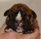 Kontinentaln� buldok