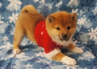 shiba inu �t��ata k dispozici zdarma