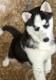 Alja�sk� Husky �t��ata k adopci