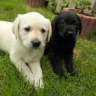 Labradorsk� retr�vr