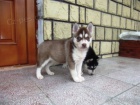 Pon�kam �teniatka sib�rsky husky