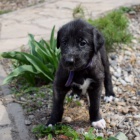 Irsk� vlkodav �t��ata