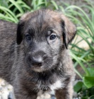 Irsk� vlkodav �t��ata