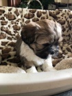 �t��ata shih tzu