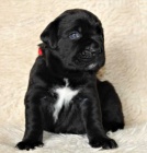 Tosa inu  -  �ern� �t���tka s PP-fenky