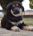 Tibetsk� doga - �t�n� s PP