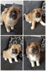  zdrav� �t���tka Akita inu