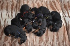 Gordonsetr � �t��ata (Gordonsetter)