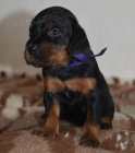 Gordonsetr � �t��ata (Gordonsetter)