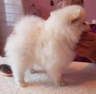 N�meck� �pic Pomeranian
