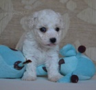 �t���tka bi�onk� s PP - kluci