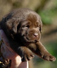 Labradorsk� retr�vr- hn�d� a �ern� �t�n�tka s PP
