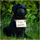 BRIARD - �ern� �t��ata s PP ji� k odb�ru