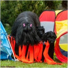 BRIARD - �ern� �t��ata s PP ji� k odb�ru