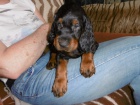 Gordonsetr � �t��ata (Gordonsetter)