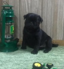 Rascal je zdrav� mops �t�n�