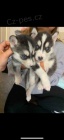 modr� o�i �t��ata sibi�sk� husky