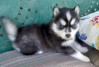 modr� o�i �t��ata sibi�sk� husky