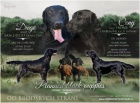 �t���tka Flat coated retriever s PP