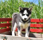 �t�n� �t�dr�ho sibi�sk�ho Husky