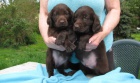 Flat coated retriever -�t��ata s PP