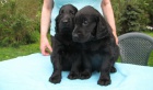 Flat coated retriever -�t��ata s PP