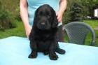 Flat coated retriever -�t��ata s PP