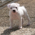 americk� buldok �t��ata k dispozici. ob� pohlav�