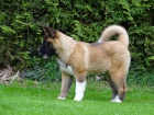 akita inu �t��ata k adopci