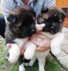 akita inu �t��ata k adopci