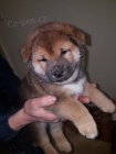 zdrav� �t���tka shiba inu