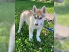 zdrav� �t���tka husky