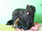 Briard -Francouzsk� ov��k