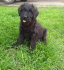 Briard -Francouzsk� ov��k