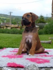 Rhod�sky ridgeback s PP