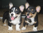 Dv� Roztomil� �t���tka Welsh Corgi Cardigan Pot�ebuj� Nov� Domovy.