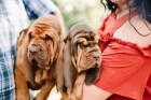 �t��ata bloodhound dostupn� pro nov� domovy