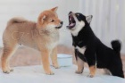 Vy�kolen� a registrovan� �t��ata Shiba Inu