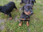 �t���tka Dobermanna jsou nyn� p�ipravena potkat nov� rodiny, mu�e i �eny