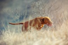 �t��ata Ma�arsk� oha� - Vizsla